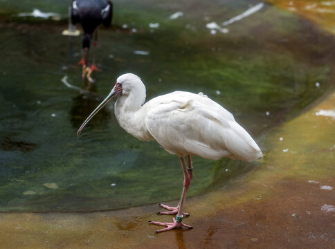 A view of the egret