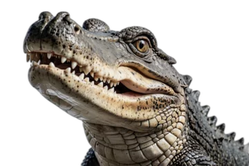 Foto op Plexiglas grande reptil cocodrilo aislado © Jonhy