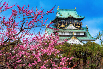 Obraz premium 大阪城の梅林 梅の花と大阪城