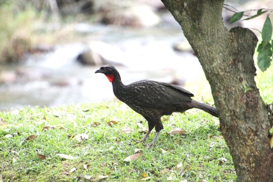 ave jacu - Penelope jacquacu 