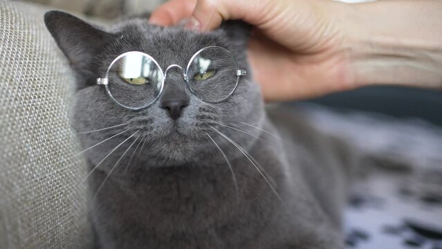 A woman's hand strokes the head of a British grey cat with glasses. A cute cat with round glasses is lying on the couch. Relaxed gray cat with a pair of round glasses, creating an amazing, human-like
