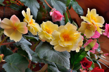 Delicate yellow with pink tint tuberous begonia double flowers - obrazy, fototapety, plakaty
