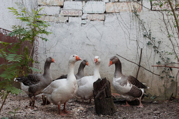 Gänse Portrait  © Hannah