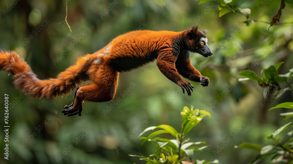 Poster a red and white monkey is leaping through the air. concept of freedom and playfulness, as the monkey