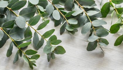 frame of green eucalyptus brunches on white background