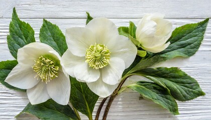 white flower hellebore isolated on white background flat lay top view - obrazy, fototapety, plakaty