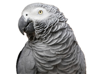 gray parrot isolated on white, grey parrot, bird, feathers, clipart, transparent background
