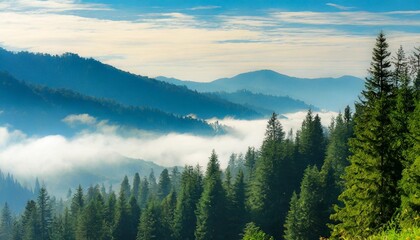 the landscape of pine forests on the mountains is interspersed with morning mist natural background concept - obrazy, fototapety, plakaty