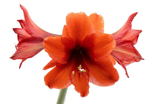 Red amaryllis with three blossoms on white background