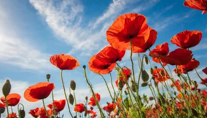 Gordijnen red poppy flowers against the blue sky © Faith
