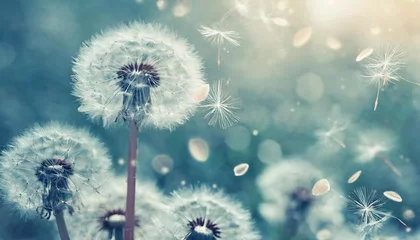  dreamy dandelions blowball flowers seeds fly in the wind against sunlight vintage dusty blue pastel toned macro soft focus image of spring nature greeting card background © Faith