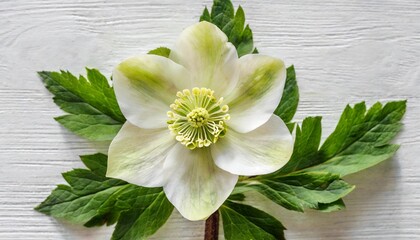 white flower hellebore isolated on white background flat lay top view