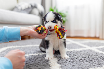 Husky Puppy Chewing Colorful Rope Toy