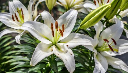 lilies white flowers