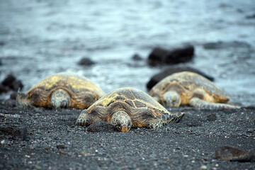 Sea turtles resting on beach near Hilo, Hawaii and Punalu'u beach