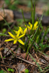 Yellow Star-Of-Bethlehem (Gagea lutea)