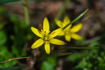 Yellow Star-Of-Bethlehem (Gagea lutea)
