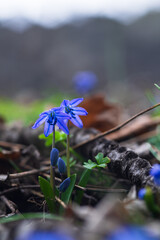 Beautiful spring flowers (Scilla siberica).