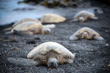Sea turtles resting on beach near Hilo, Hawaii and Punalu'u beach