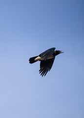 Flying raven on sky background, Armenia