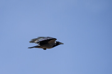 Flying raven on sky background, Armenia