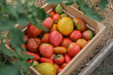A wooden box filled with freshly picked tomatoes in a variety of colors and shapes showcases a natural and agricultural aesthetic