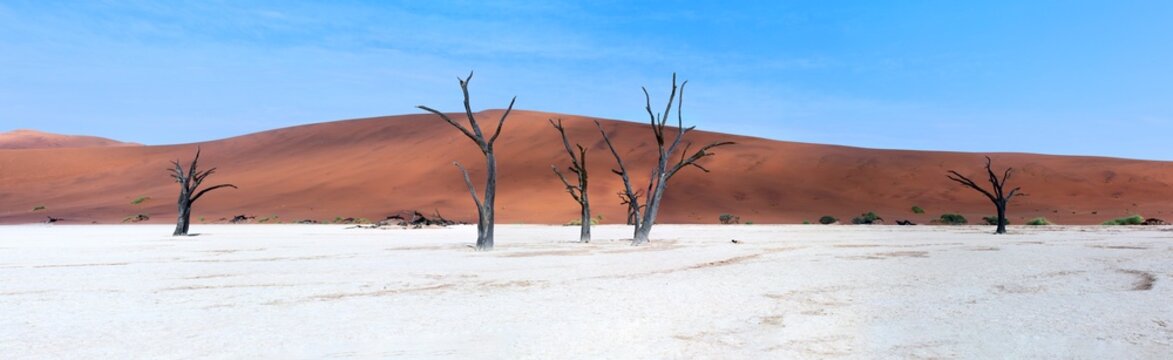 Panorama of dead camel thorn trees and the red dunes in Deadvlei near the famous salt pan of Sossusvlei. Deadvlei and Sossuvlei are located in the Namib-Naukluft National Park, Namibia.