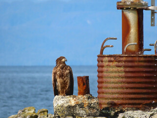 Juvenile bald eagle beside convergence marker sign