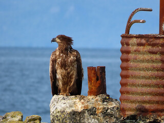 Juvenile bald eagle beside convergence marker sign