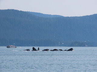 bubble net feeding  humpback whales