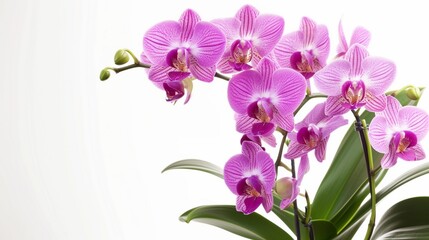 Fototapeta na wymiar purple tiger orchid in flowerpot on white background