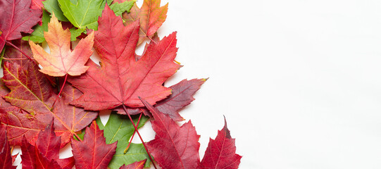 Colorful Autumn maple leaves on a white background with copy space for text
