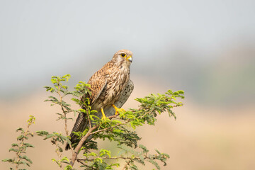 Portrait of common Kestrel