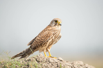 Portrait of common Kestrel