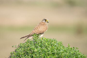 Portrait of common Kestrel