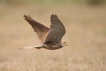 Portrait of common Kestrel
