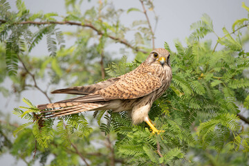 Portrait of common Kestrel