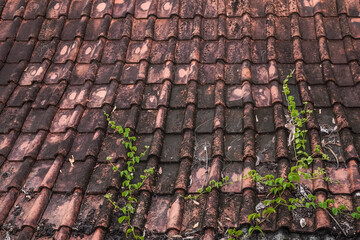 Vines plants growing stuck to the building roof.