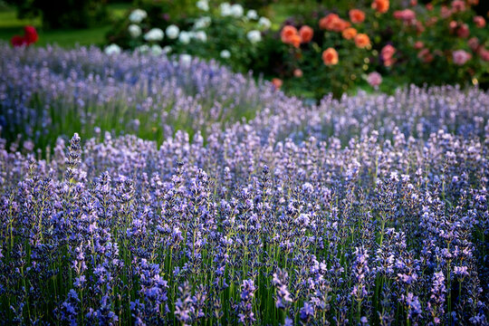 Lavender plants in garden or a park