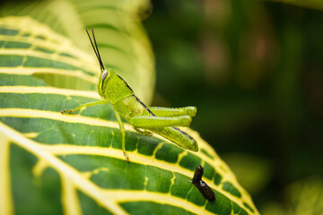 Macro photography of young green Javanese Bird Grasshopper nymphs (Valanga nigricornis) perched on plants leaf. Empty blank copy text space.