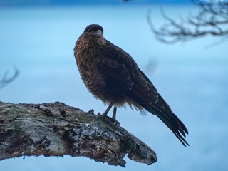 caracara bird in patagonia nature