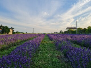 Lavender Fields,  Campground in Padova, Italy.. Nature and Travel 
