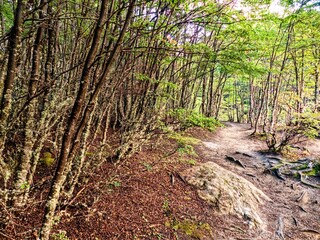 patagonia nature in tierra del fuego