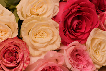 The background of pink and yellow roses