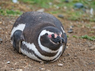 pinguin colony on magdalena islang in chile
