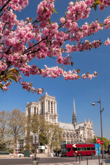 Paris, Notre Dame cathedral with spring trees in France - 762658679