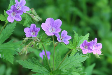 Fleurs du Vercors