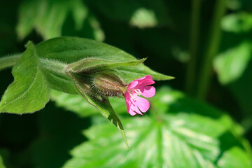 Fleur du Vercors