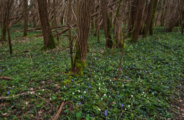 Beautiful forest landscape in spring with blooming wild wood anemone and small periwinkle flowers. Springtime in  Ile-de-France, France.  Nature beauty background. Environment conservation, ecology 