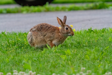 Naklejka na ściany i meble A wild Rabbit grazing on grass and small flowers.